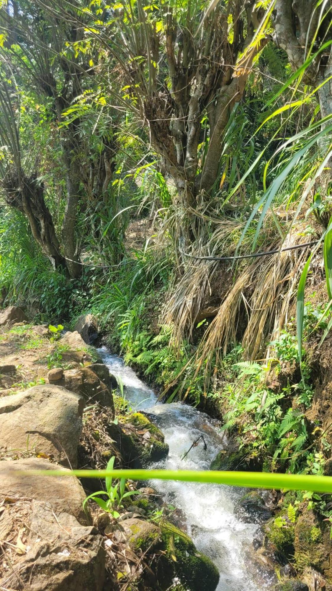 Forest Rawana Homestay Ella Εξωτερικό φωτογραφία