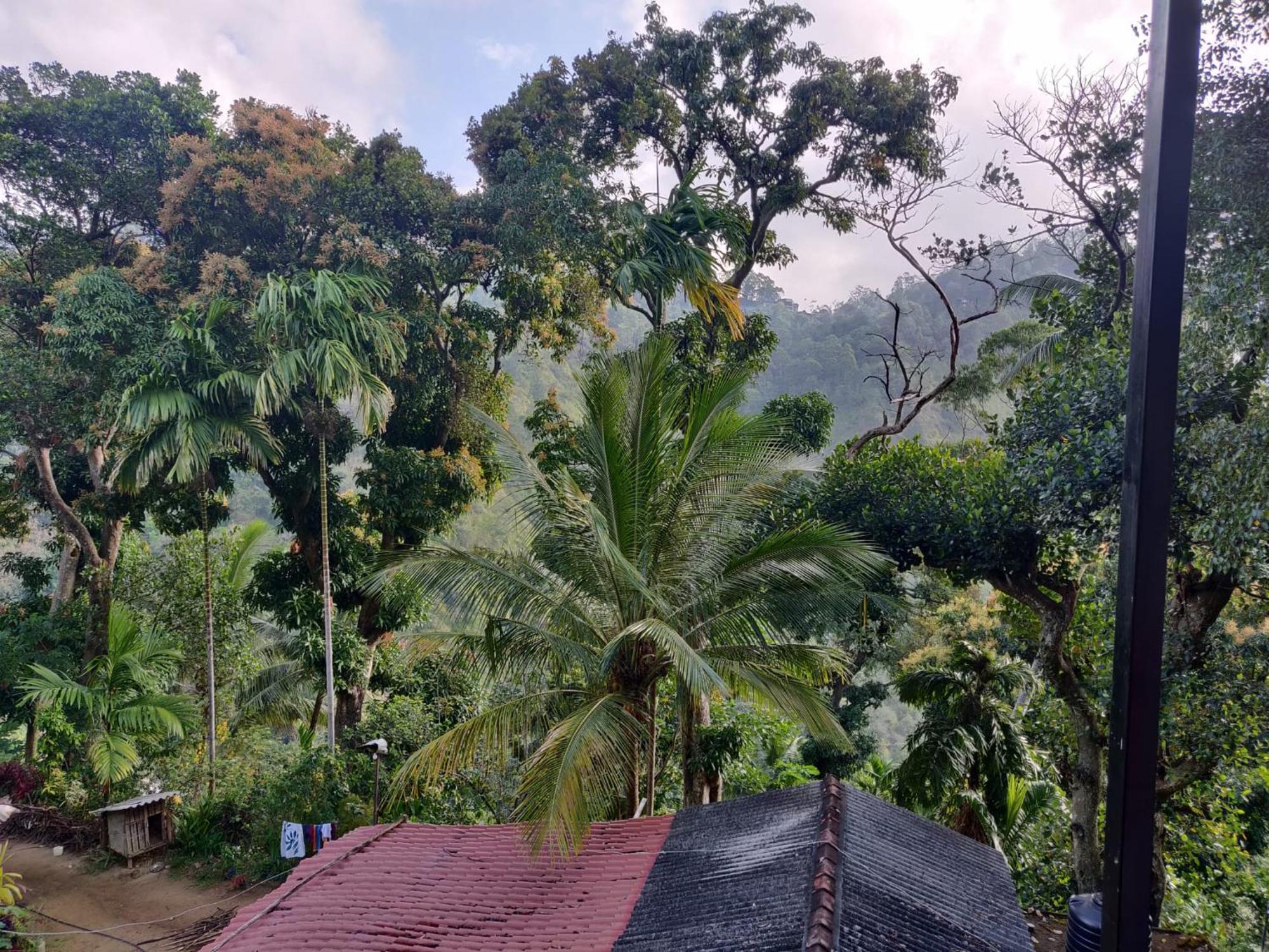 Forest Rawana Homestay Ella Εξωτερικό φωτογραφία